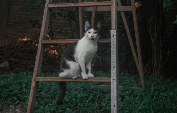 Guide Complet sur les Allergies Alimentaires : Stratégies d'Identification et de Gestion Incontournables